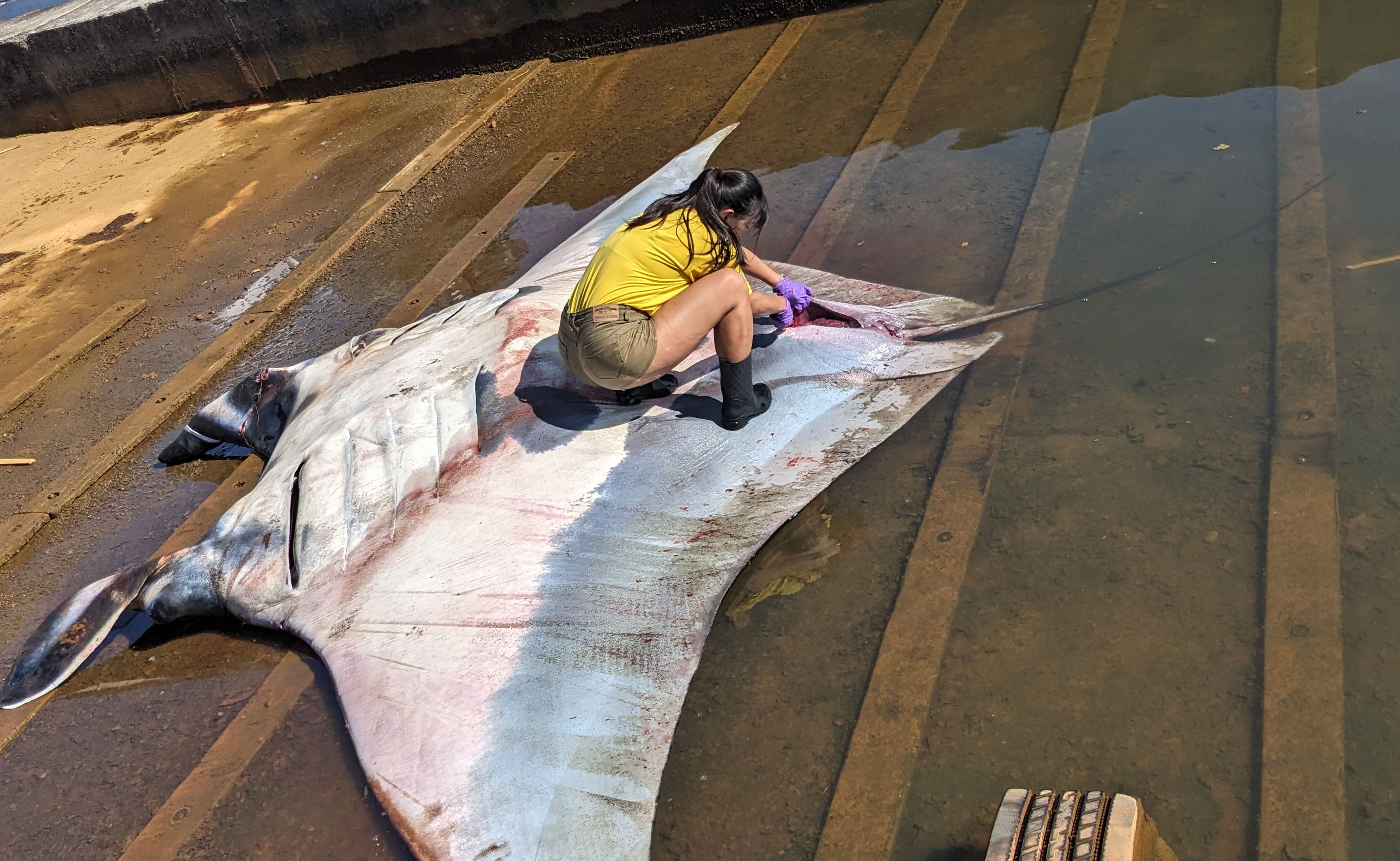 Desecting a Manta ray.