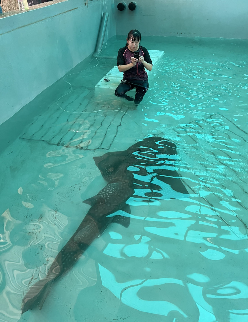 A Bowmouth Guitarfish ready to be released